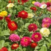 Zinnia, State Fair Mix