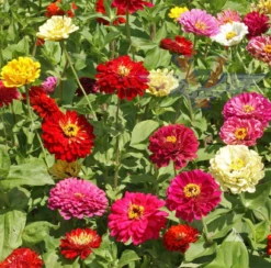 Zinnia, State Fair Mix