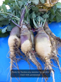 Laurentian Rutabaga (Swede)