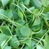 Upland Cress
