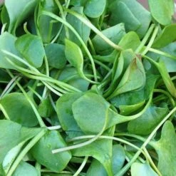 Upland Cress