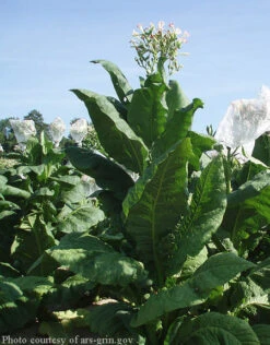 Virginia Gold Tobacco