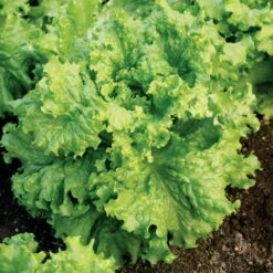 Waldmann's Green Leaf Lettuce