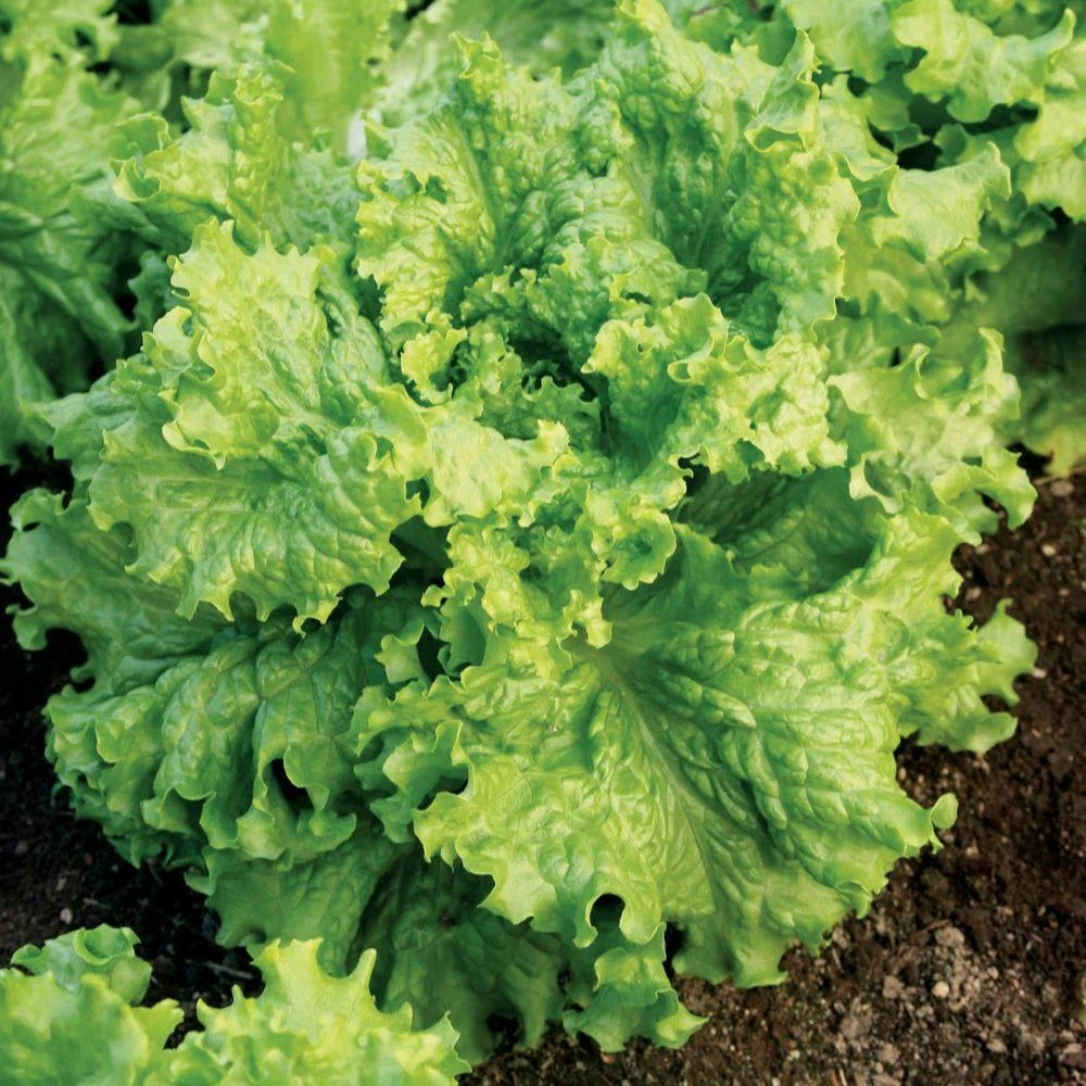 Waldmann's Green Leaf Lettuce