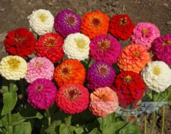 Zinnia, Lilliput Mix