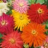 Zinnia, Cactus Flowered Mix