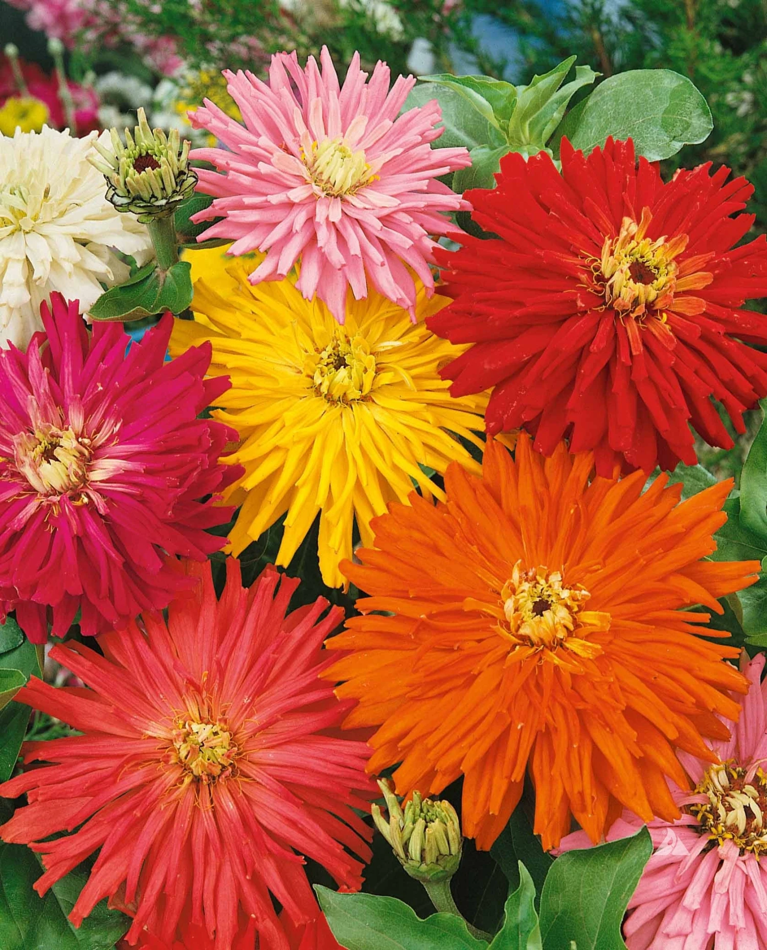 Zinnia, Cactus Flowered Mix