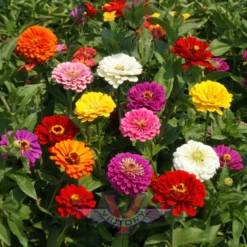 Zinnia, California Giants Mix