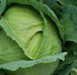 All Seasons Cabbage