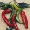 Anaheim Hot Pepper