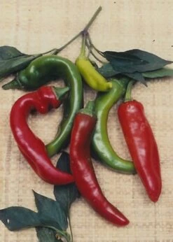 Anaheim Hot Pepper