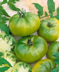 Aunt Ruby's German Green Tomato
