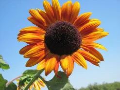 Autumn Beauty Sunflower