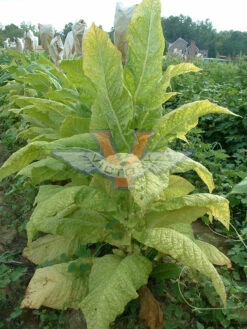 Barnett Special Tobacco