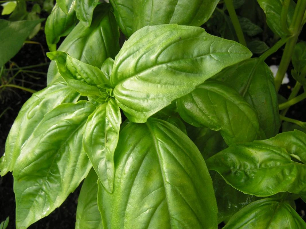 Basil, Italian Large Leaf (Sweet) - Image 3