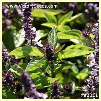 Basil, Cinnamon - Image 3