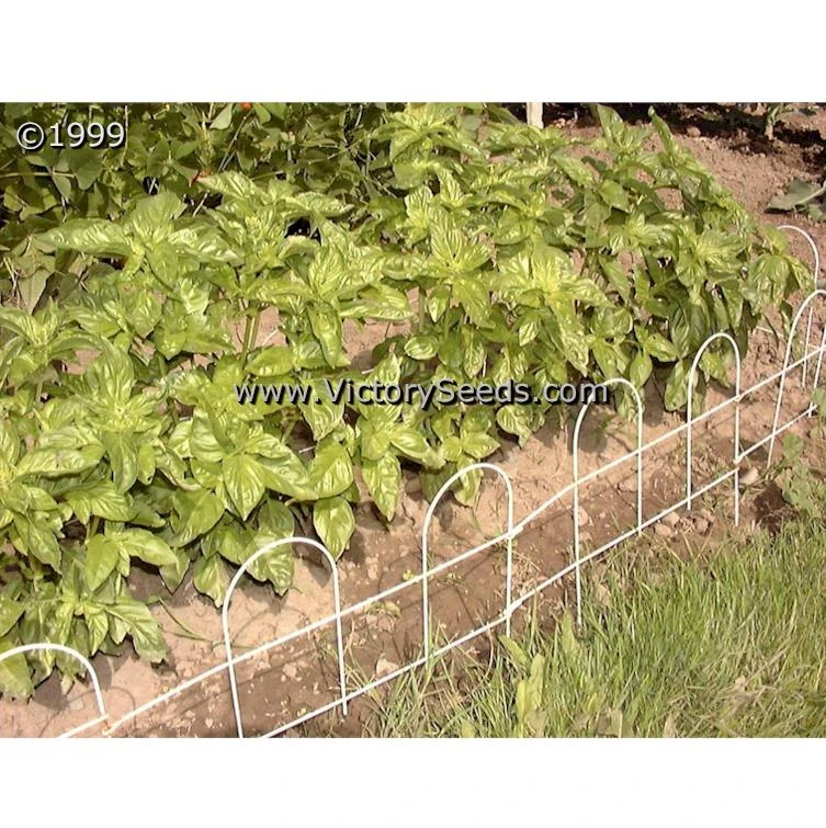 Basil, Italian Large Leaf (Sweet) - Image 4