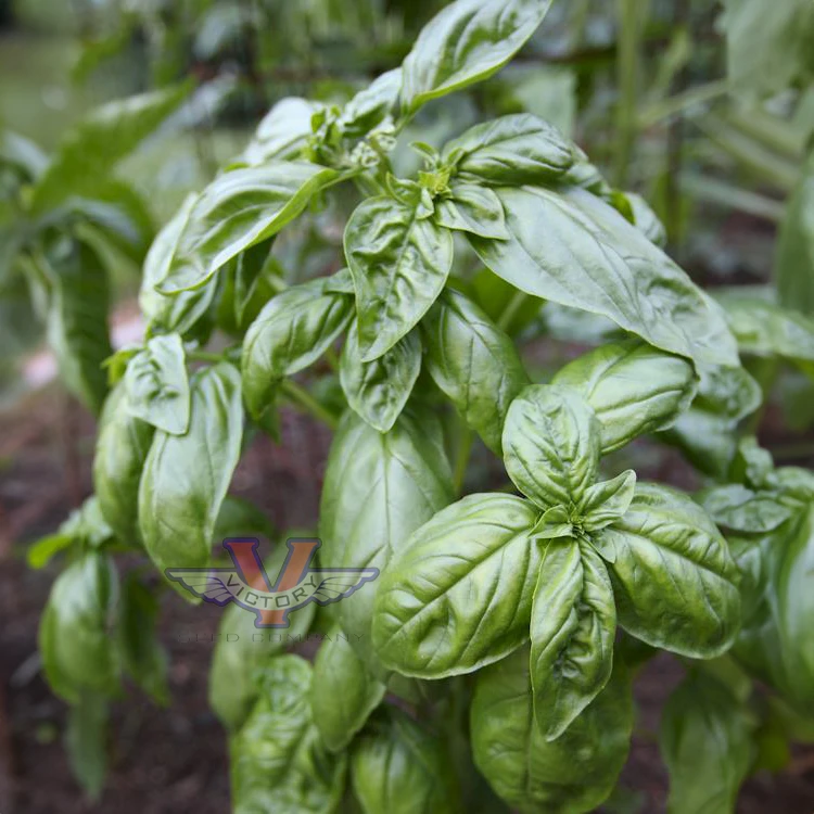 Basil, Italian Large Leaf (Sweet)