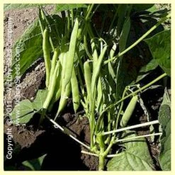 Gross Brother's Vermont Cranberry Bush Bean