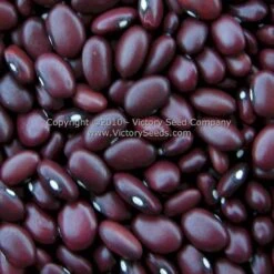 Montezuma Red Bush Dry Bean