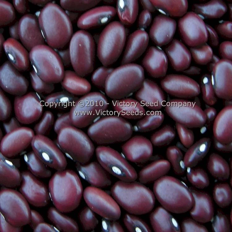 Montezuma Red Bush Dry Bean