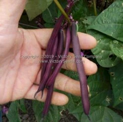 Purple Dove Bush Bean