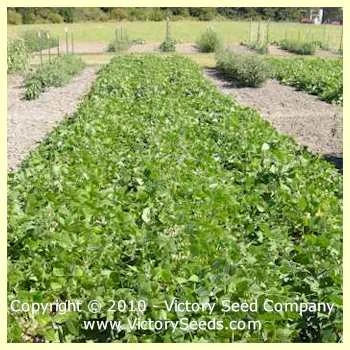 Montezuma Red Bush Dry Bean - Image 2