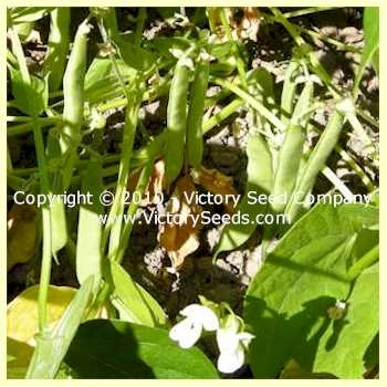 Montezuma Red Bush Dry Bean - Image 3