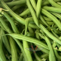 Blue Lake Pole Green Bean, Wright Strain
