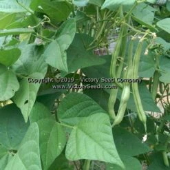 George's Fowler Pole Green Bean