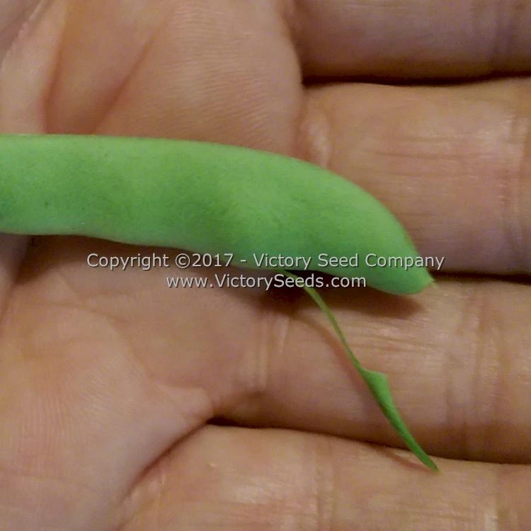 Riggins Stick Pole Green Bean - Image 5