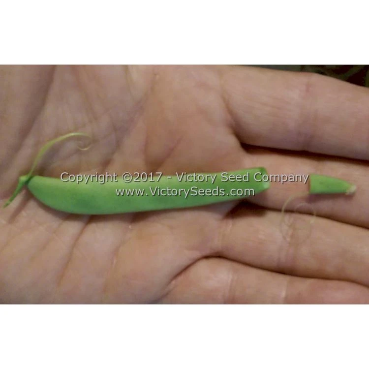 Riggins Stick Pole Green Bean - Image 6