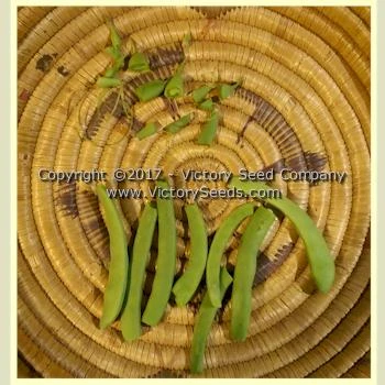 Riggins Stick Pole Green Bean - Image 7