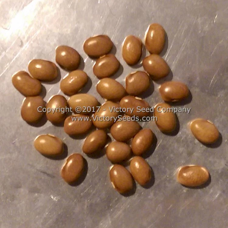 Riggins Stick Pole Green Bean - Image 12