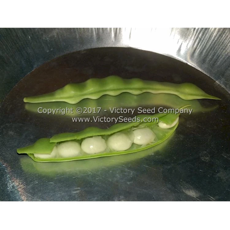 Riggins Stick Pole Green Bean - Image 9