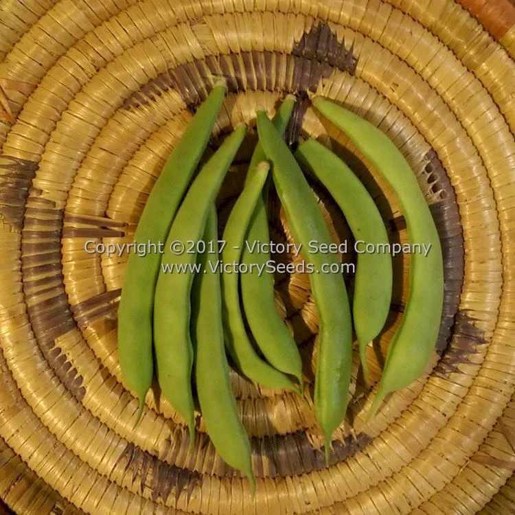 Riggins Stick Pole Green Bean