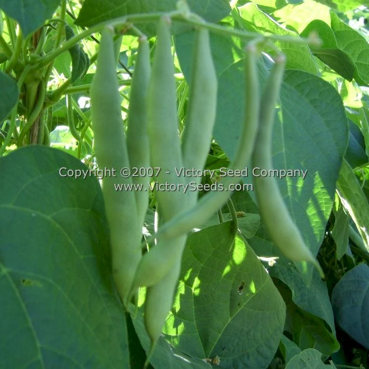 Riggins Stick Pole Green Bean - Image 2