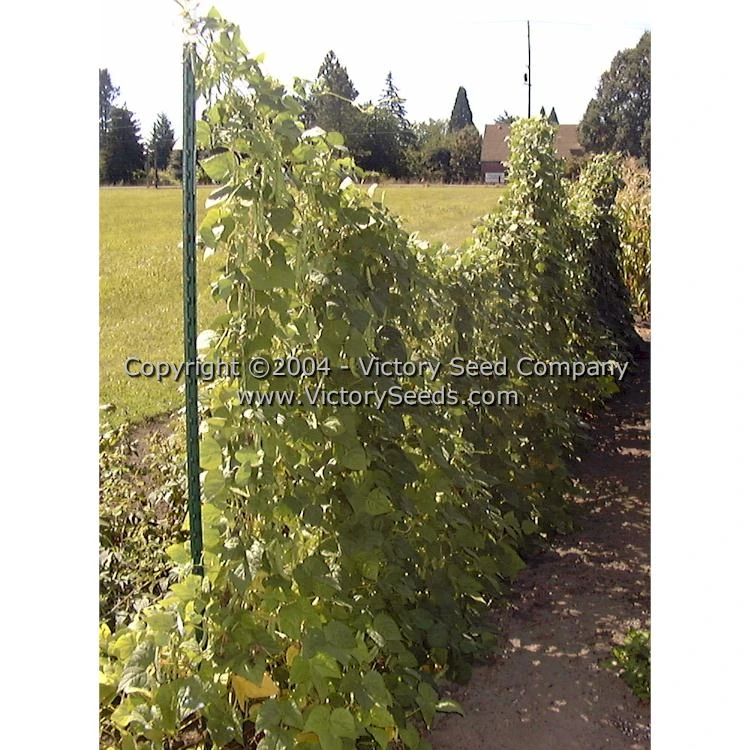 Riggins Stick Pole Green Bean - Image 3