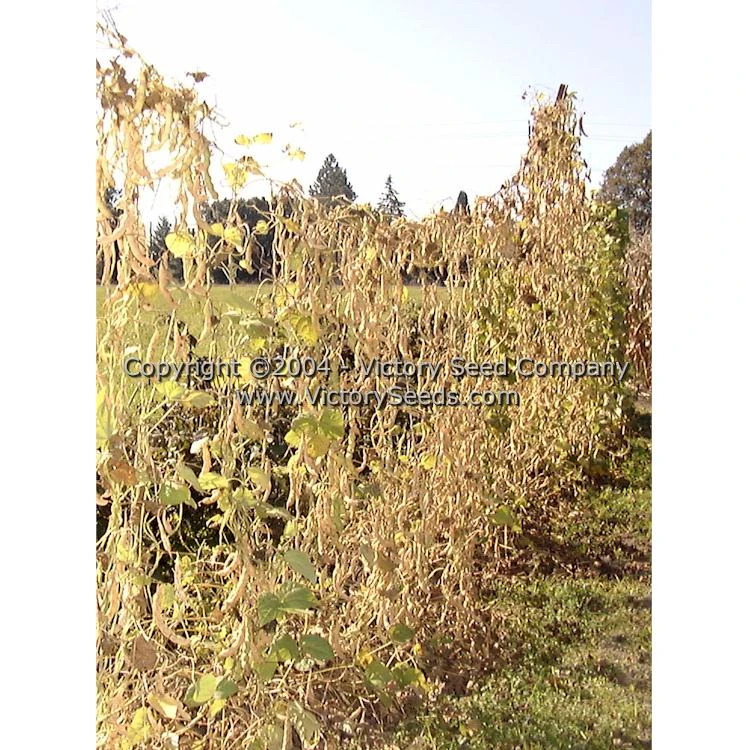 Riggins Stick Pole Green Bean - Image 11