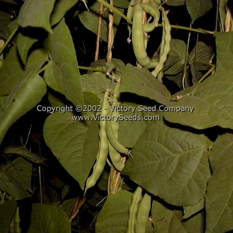 Riggins Stick Pole Green Bean - Image 8