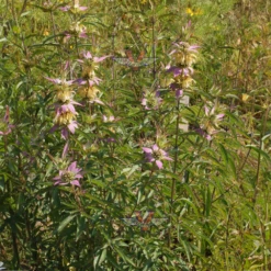 Spotted Bee Balm