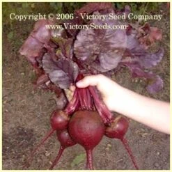 Bull's Blood Beet