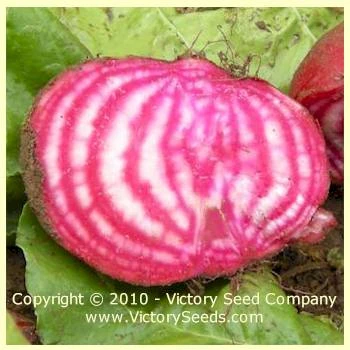 Chioggia (Bull's Eye) Beet - Image 2