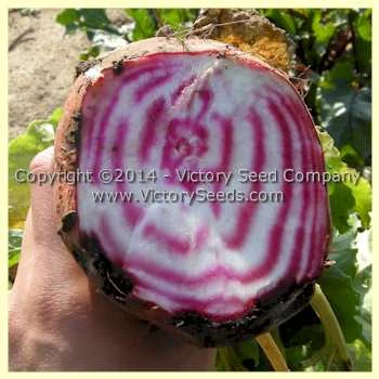 Chioggia (Bull's Eye) Beet - Image 3