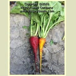 Three Root Grex Beet