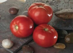 Bella Rosa F1 Tomato
