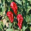Ghost Pepper (Bhut Jolokia Hot Pepper)