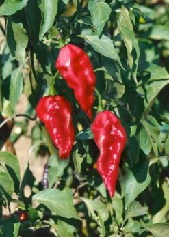 Ghost Pepper (Bhut Jolokia Hot Pepper)