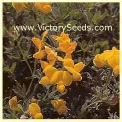 Bird's Foot Trefoil