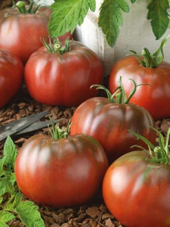 Black From Tula Tomato